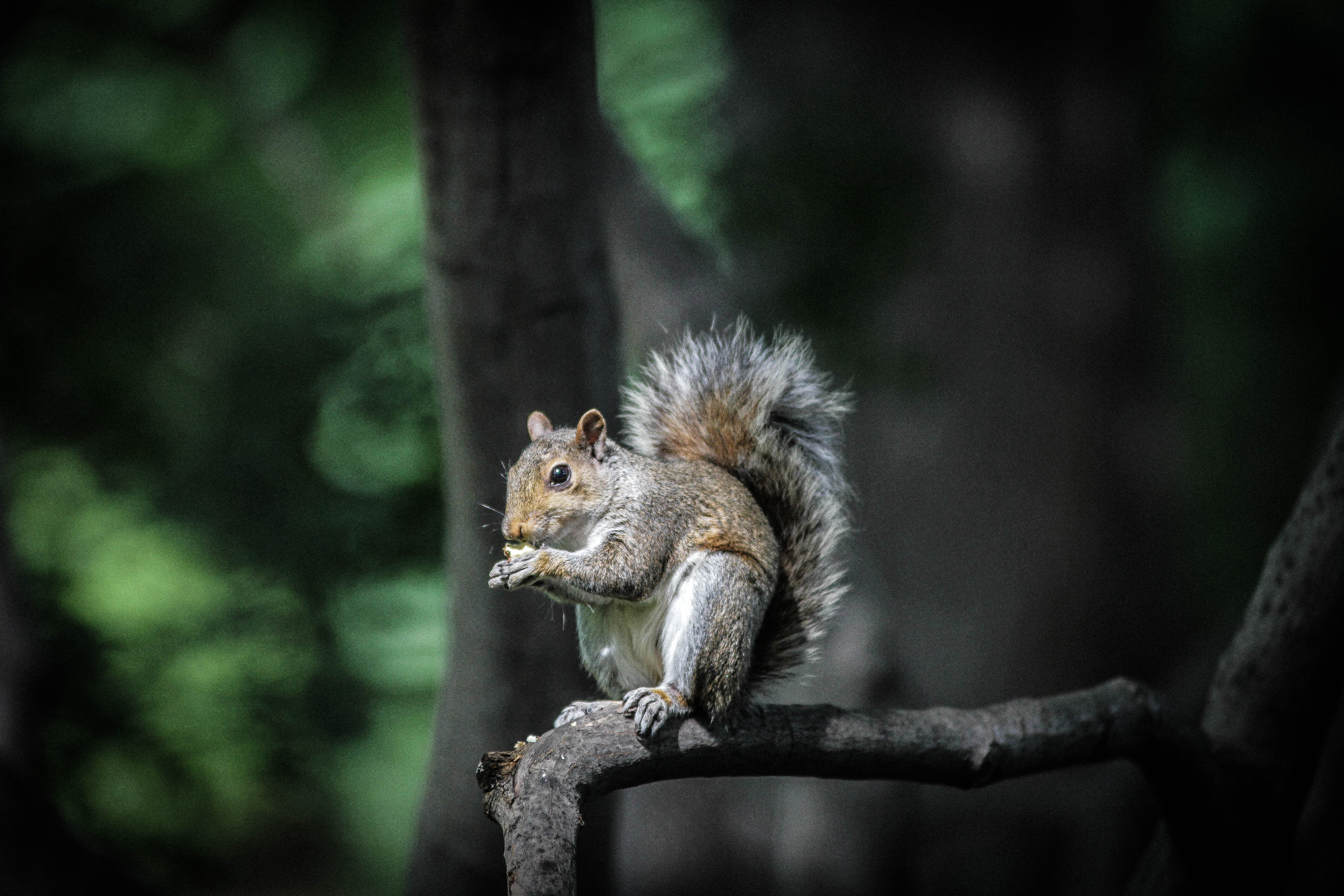 photography of squirrel on tree branch
